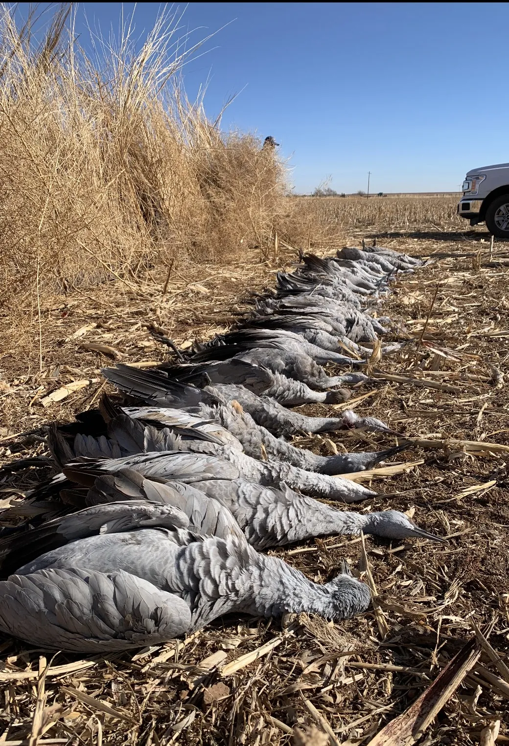 A long row of sandhill cranes laid out on picked cornfield stubble beside a tall stand of native grass concealing a hunter, a white pickup parked in the field beyond under a clear blue sky