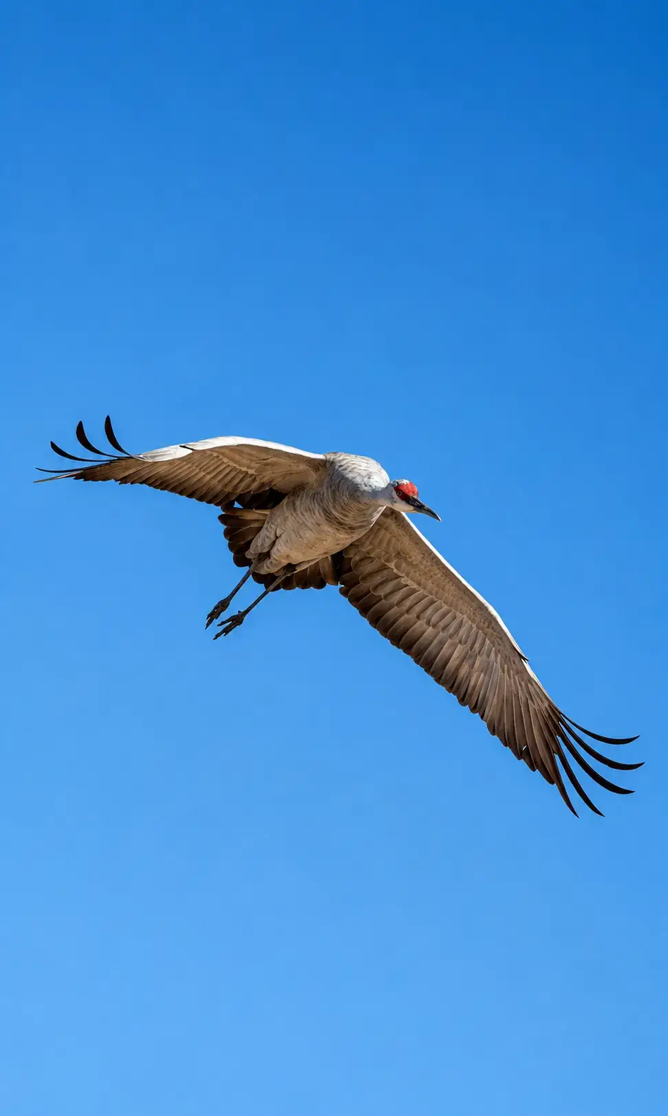 A sandhill crane in flight over the Texas High Plains, west of Lubbock