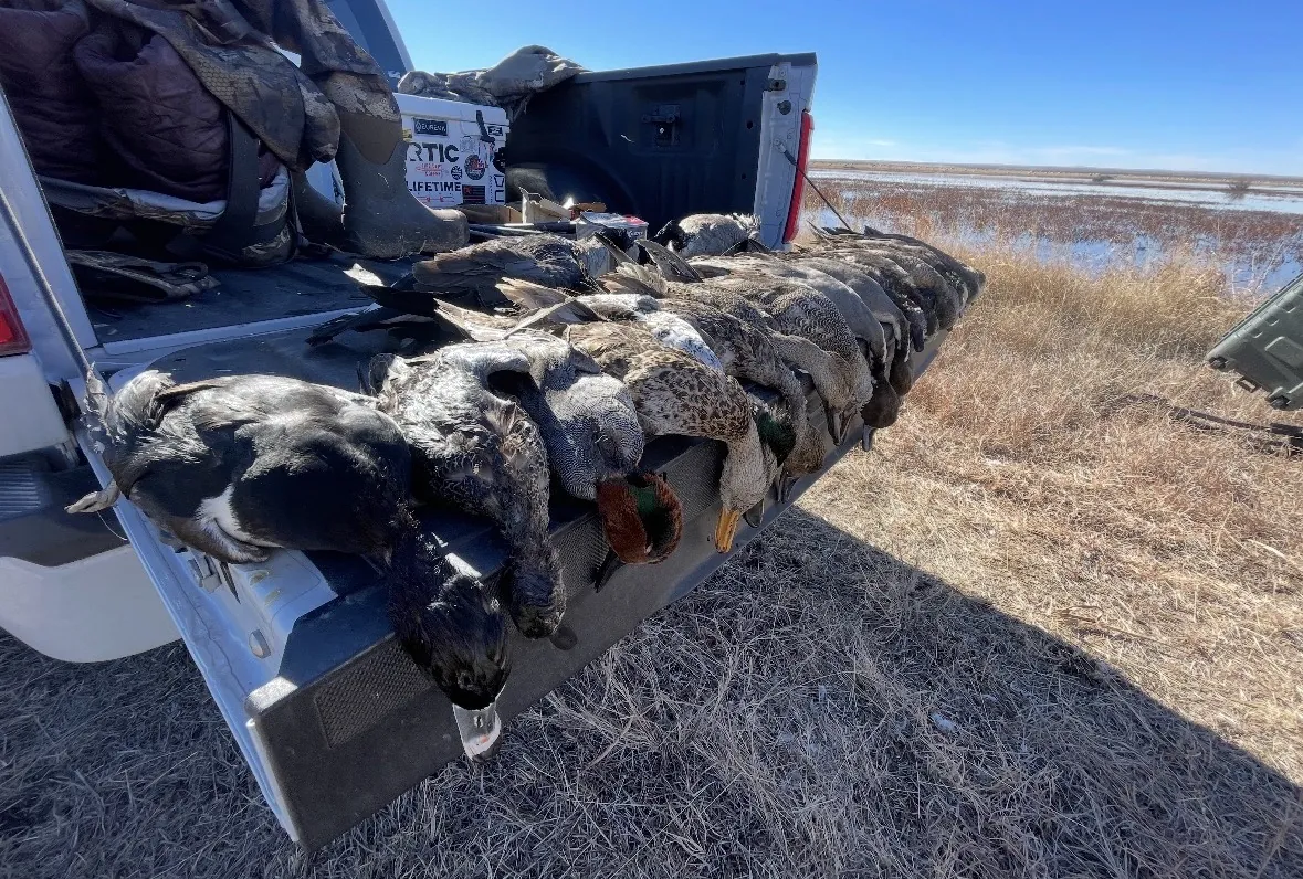 A row of ducks including a green-winged teal and gadwalls laid on the drop-down tailgate of a white truck, a flooded playa marsh in the background