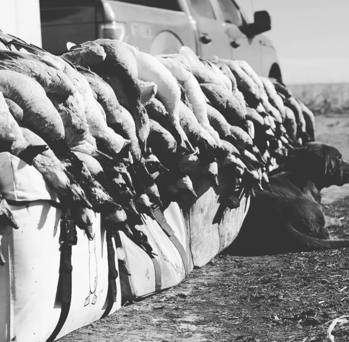 Black-and-white photo of a long row of Canada geese draped over stacked field bags beside a truck, a Labrador resting at the end of the line