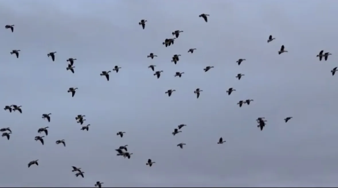 A large flock of Canada and white-fronted geese wheeling overhead against a gray overcast sky