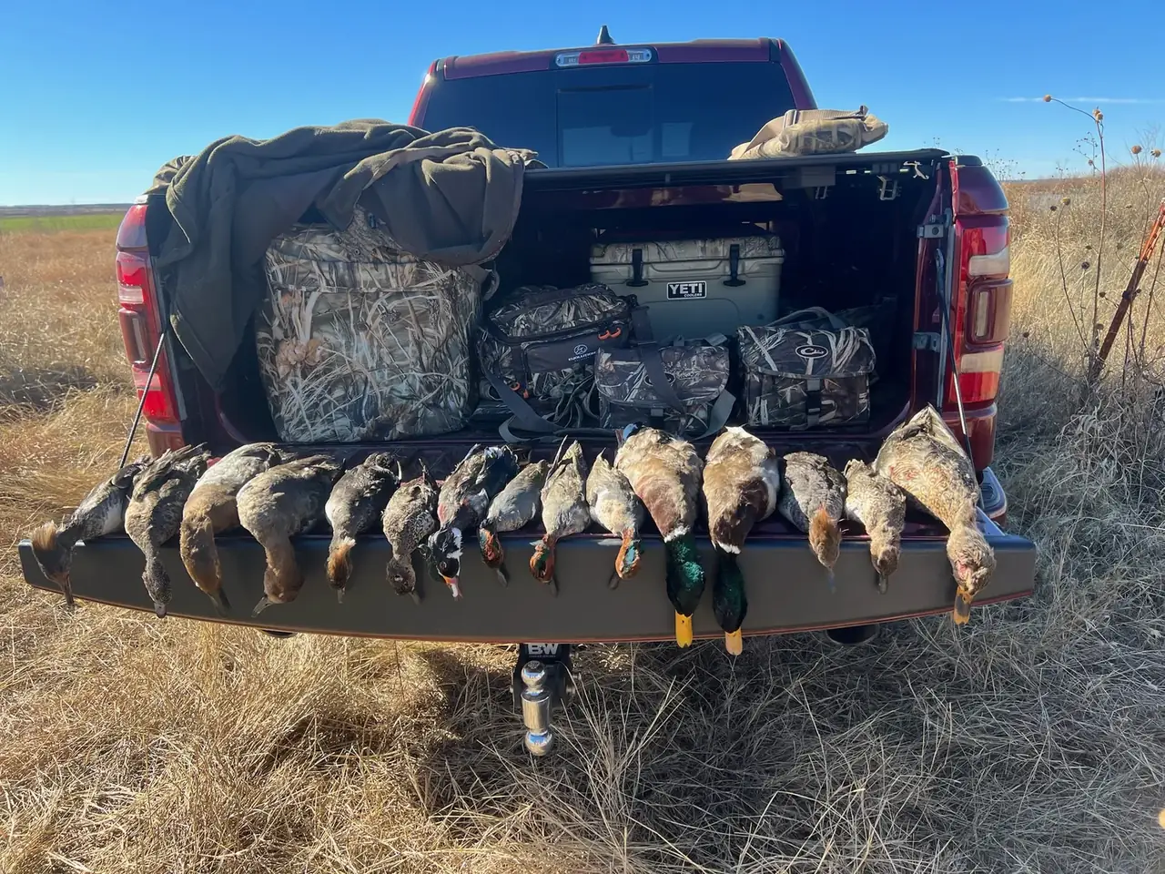 A morning limit of ducks laid out on a truck tailgate