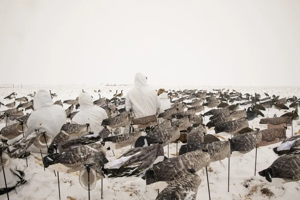 Hunters in white parkas sitting in a large goose decoy spread in snow