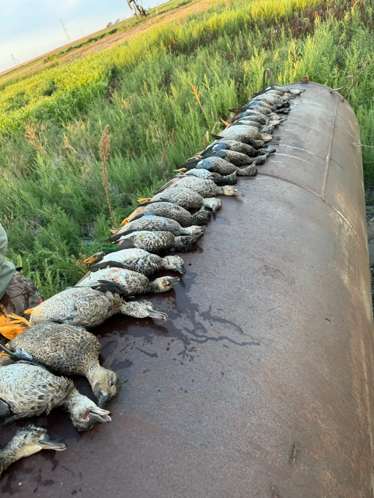 A row of teal laid along a stock tank at sunrise on a West Texas hunt near Lubbock