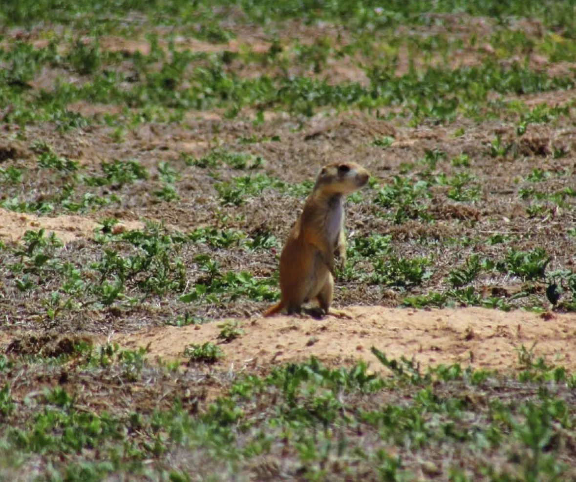 A prairie dog standing upright on its hind legs atop a low burrow mound amid green West Texas prairie grass