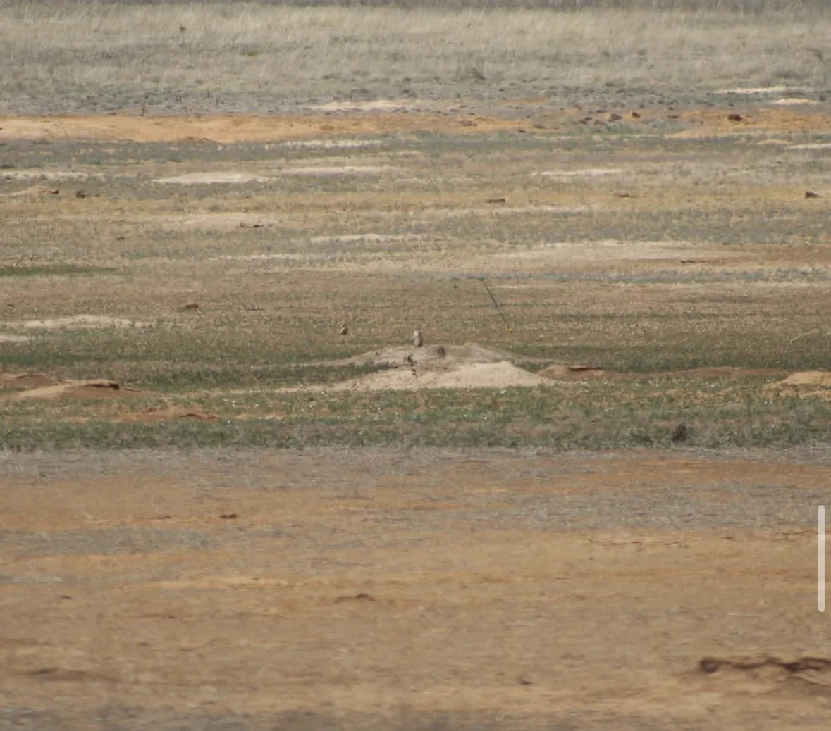 A wide view across a prairie dog town of low dirt mounds and sparse grassland under hazy light, with a distant prairie dog on a mound