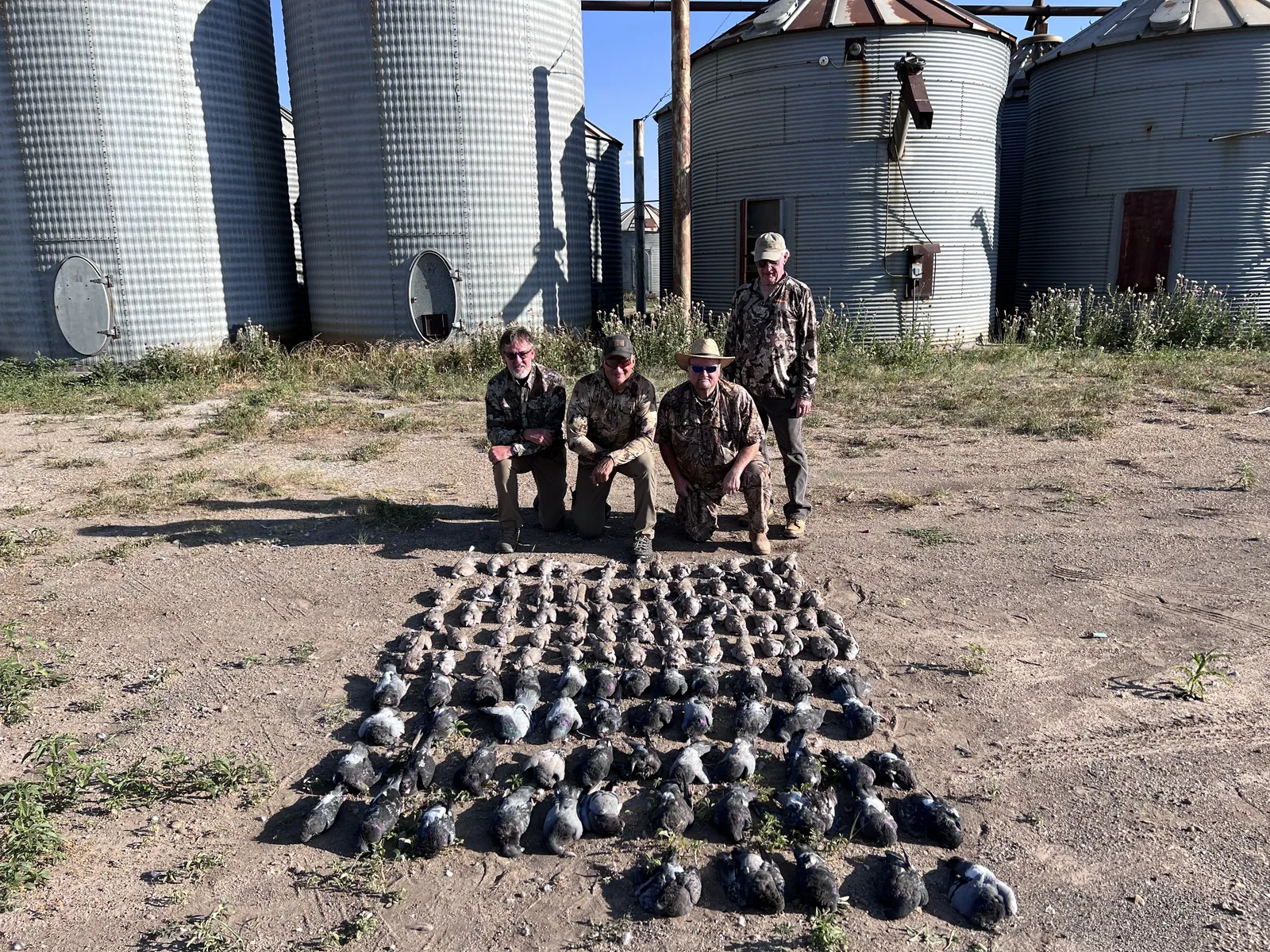 Four hunters kneeling on bare dirt behind a large grid-arranged spread of dozens of pigeons, tall galvanized grain silos rising behind under a blue sky