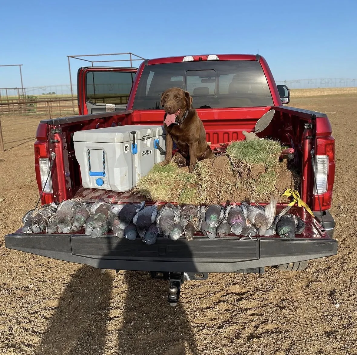 A chocolate Labrador sitting in the bed of a red pickup behind a grass layout blind and a row of iridescent pigeons lined along the tailgate under a blue sky
