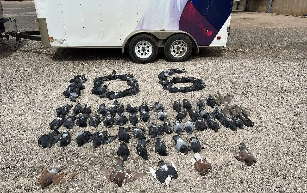 Pigeons arranged on gravel to spell the number 106 above rows of birds, in front of a Texas-flag-wrapped trailer