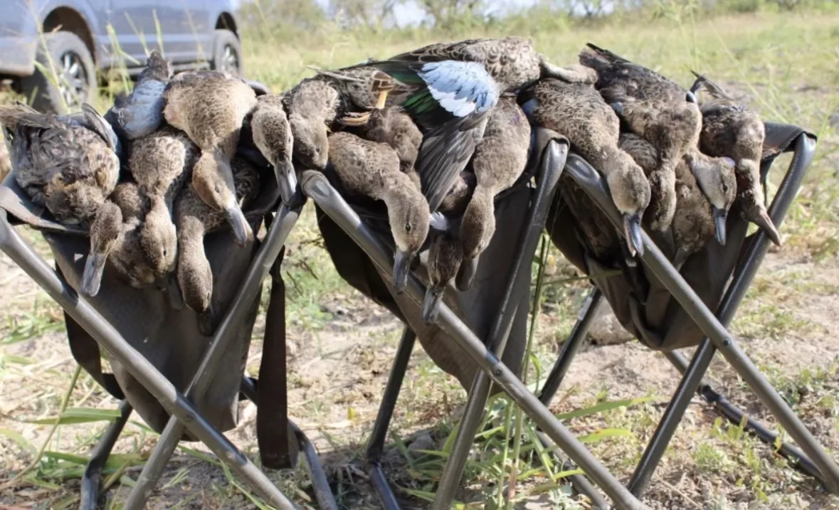 Rows of blue-winged teal, their powder-blue wing patches showing, draped over three folding game carriers on the grass in bright sunlight