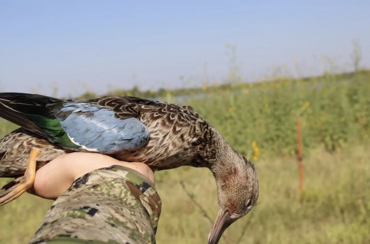 A hunter's camo-sleeved arm holding a single blue-winged teal drake, its powder-blue and green wing patch on display against a green field